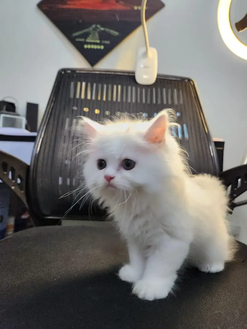 pure punch face persian — photo 3