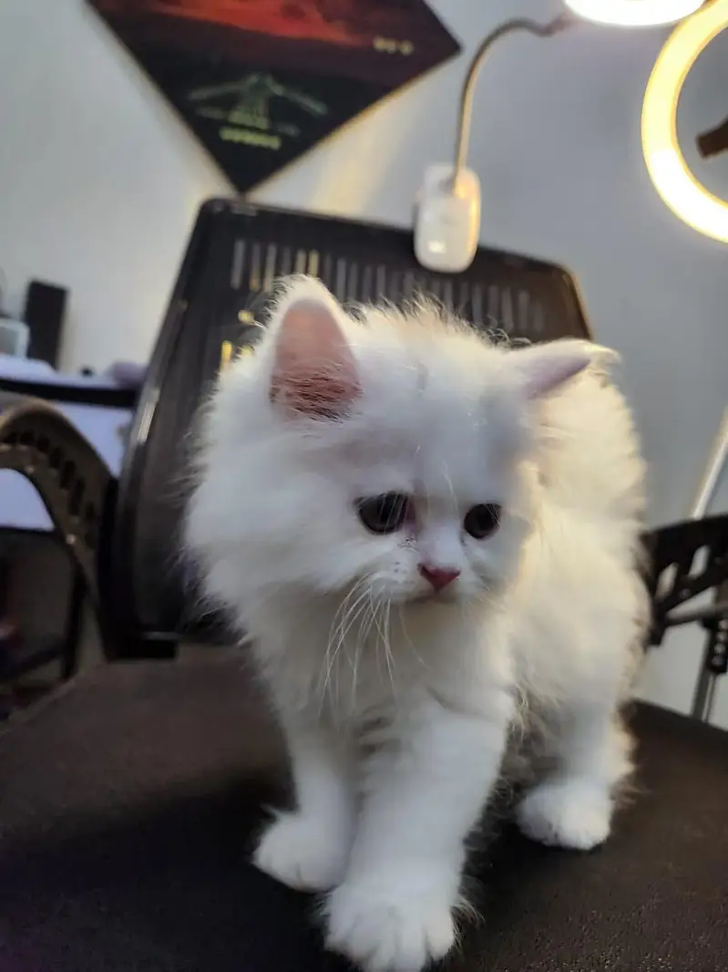pure punch face persian — photo 4