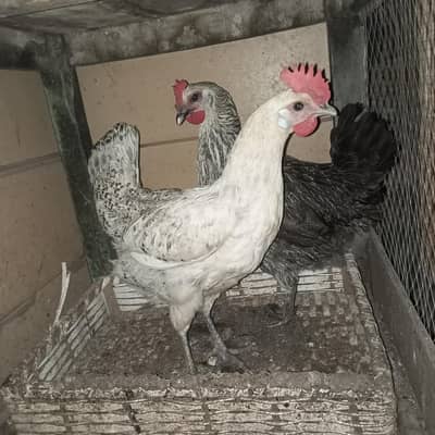 pure Desi 1 male + 3 female 2 female egg stating 1 pichly sal ki egg
