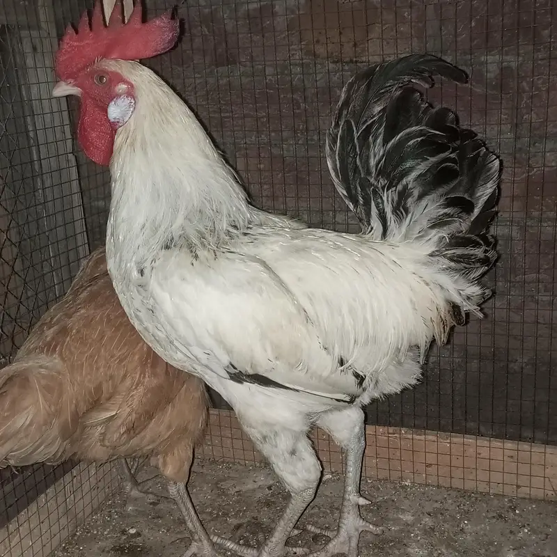 pure Desi 1 male + 3 female 2 female egg stating 1 pichly sal ki egg — photo 2