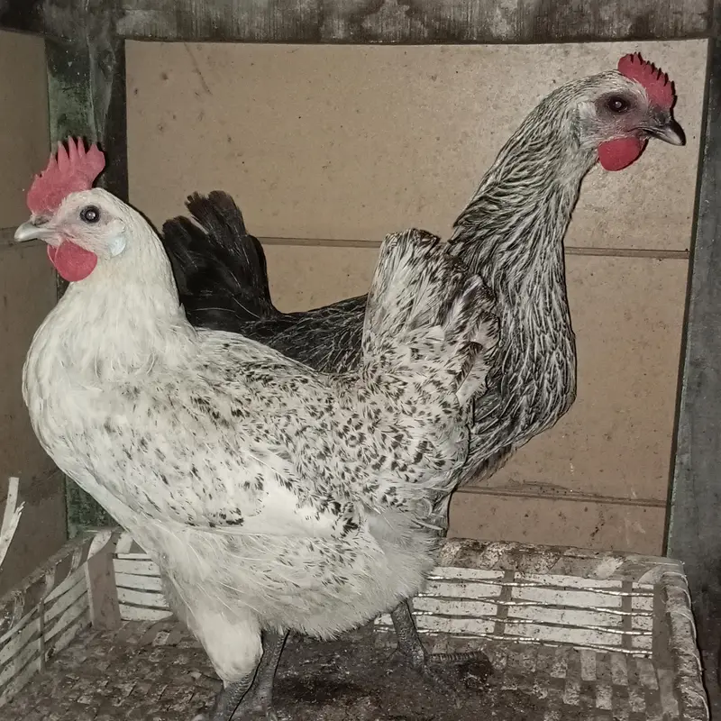 pure Desi 1 male + 3 female 2 female egg stating 1 pichly sal ki egg — photo 3