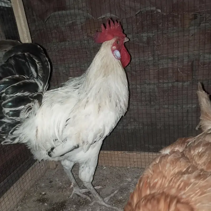 pure Desi 1 male + 3 female 2 female egg stating 1 pichly sal ki egg — photo 4