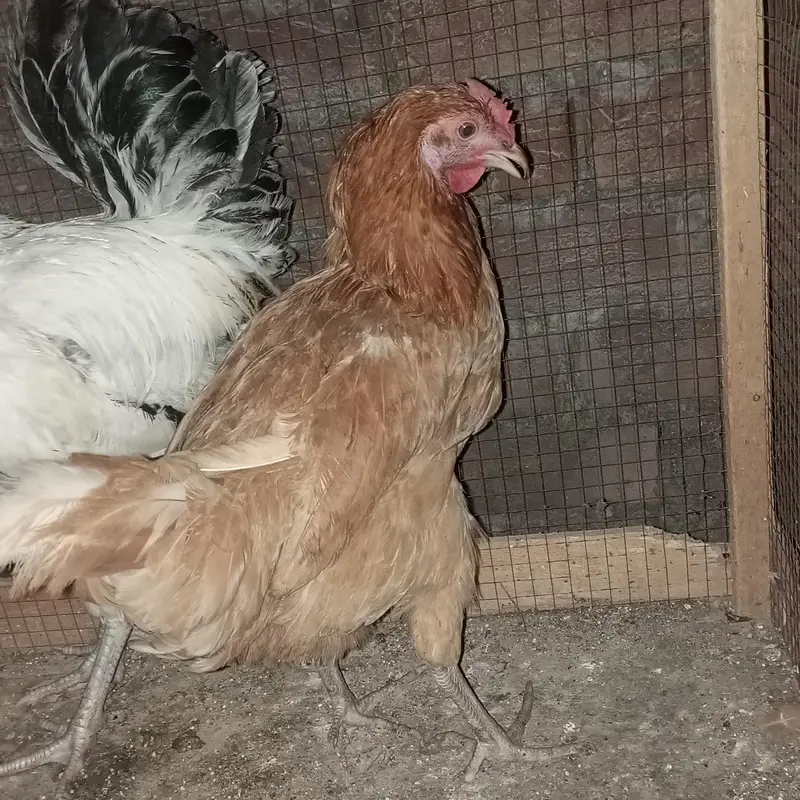 pure Desi 1 male + 3 female 2 female egg stating 1 pichly sal ki egg — photo 5