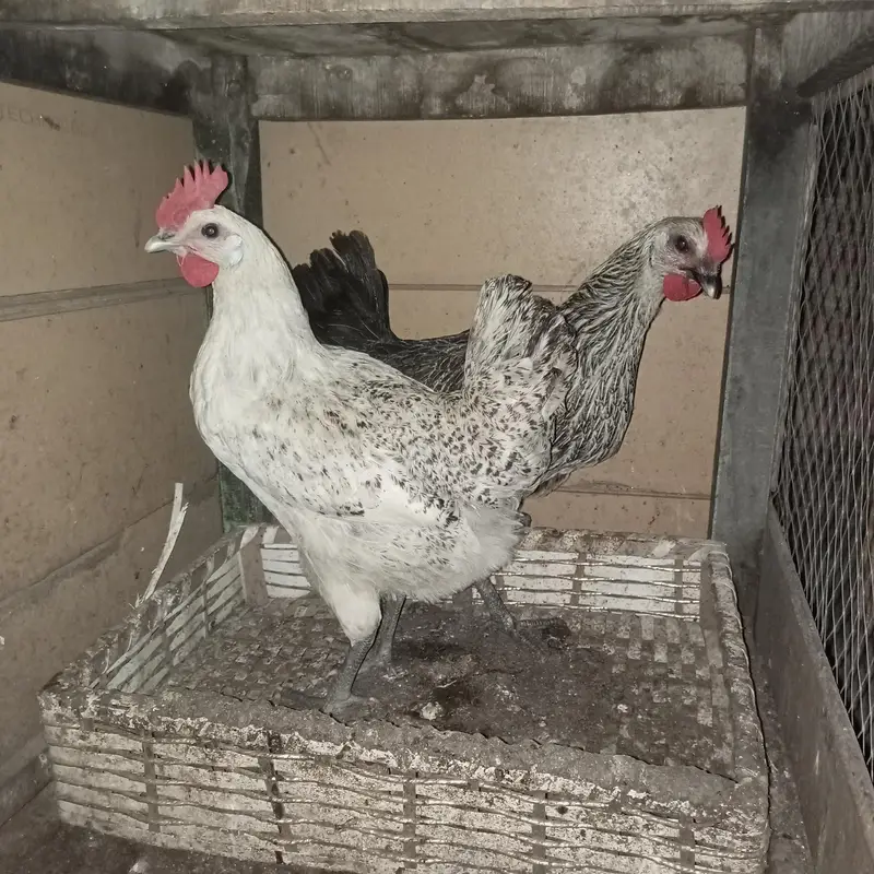 pure Desi 1 male + 3 female 2 female egg stating 1 pichly sal ki egg — photo 6
