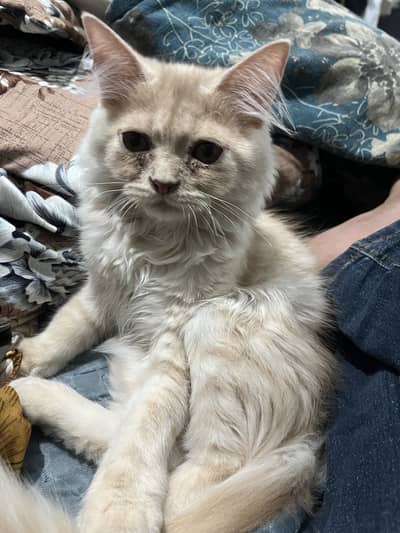 Cat simbha