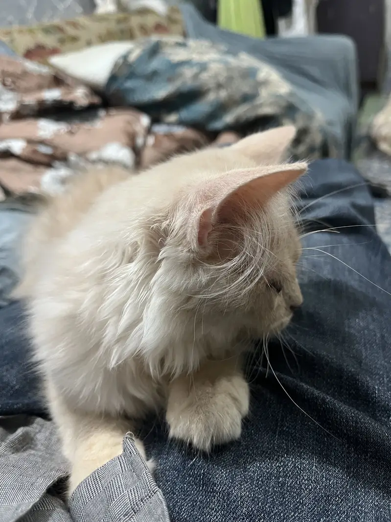 Cat simbha — photo 3