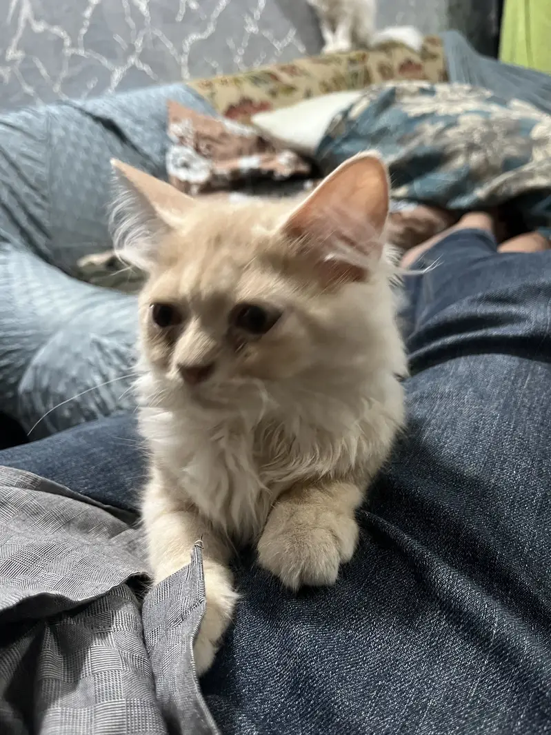 Cat simbha — photo 4