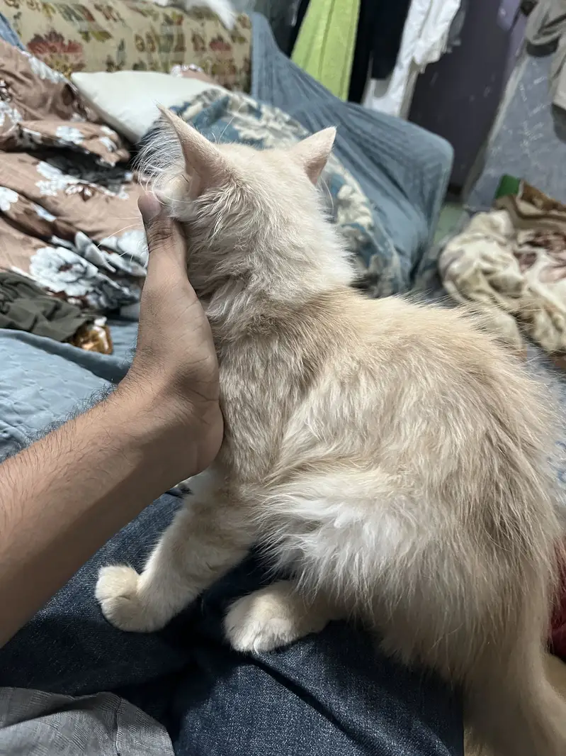 Cat simbha — photo 5