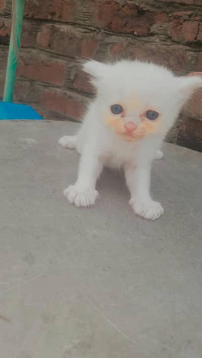 Passion cat baby triple fur
