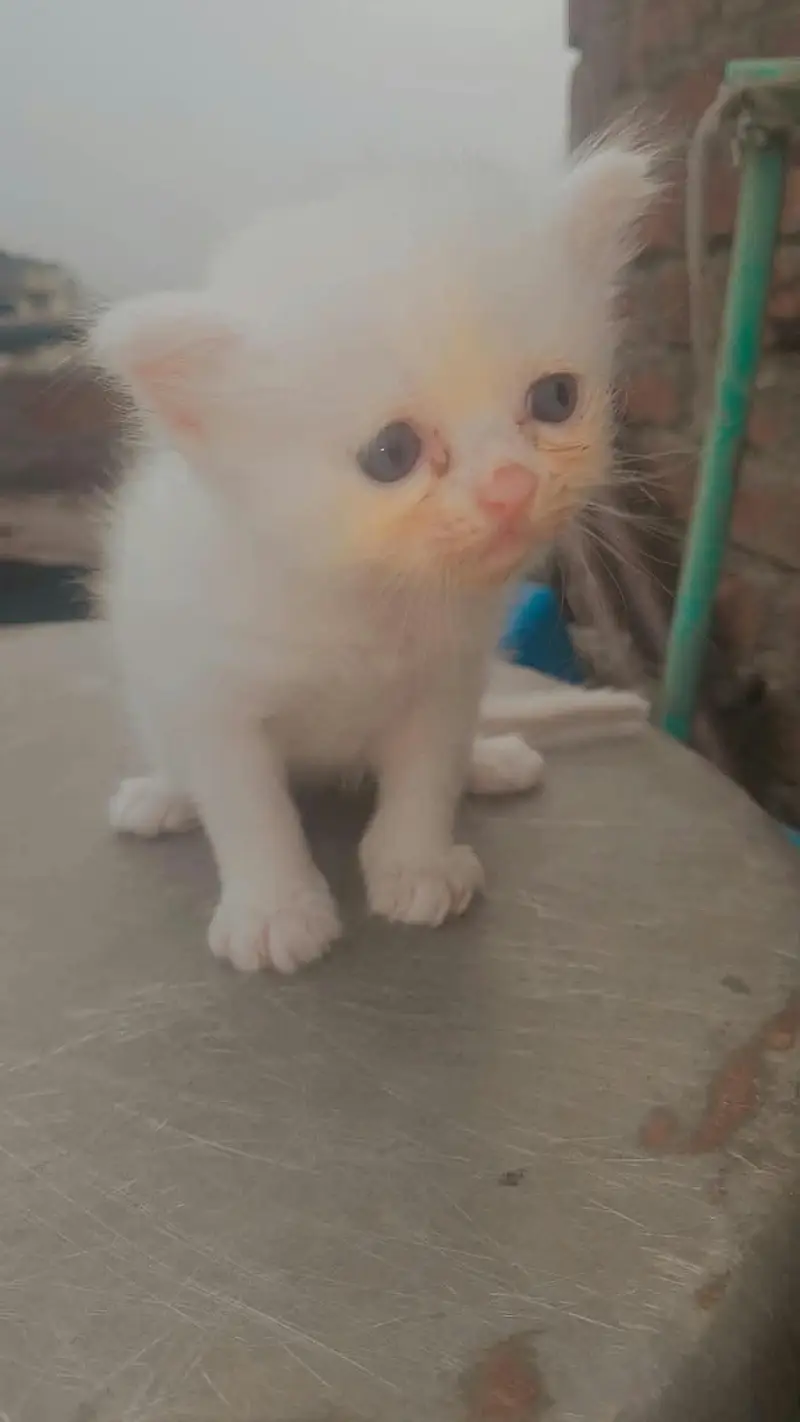 Passion cat baby triple fur — photo 3