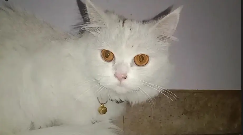 Passion cat baby triple fur — photo 4