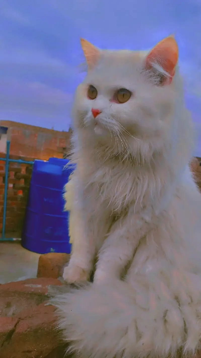 Passion cat baby triple fur — photo 5