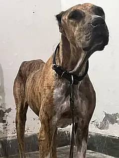 bully female