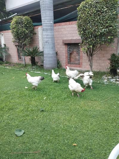 light Sussex heritage × white buff males for sale|034090624020