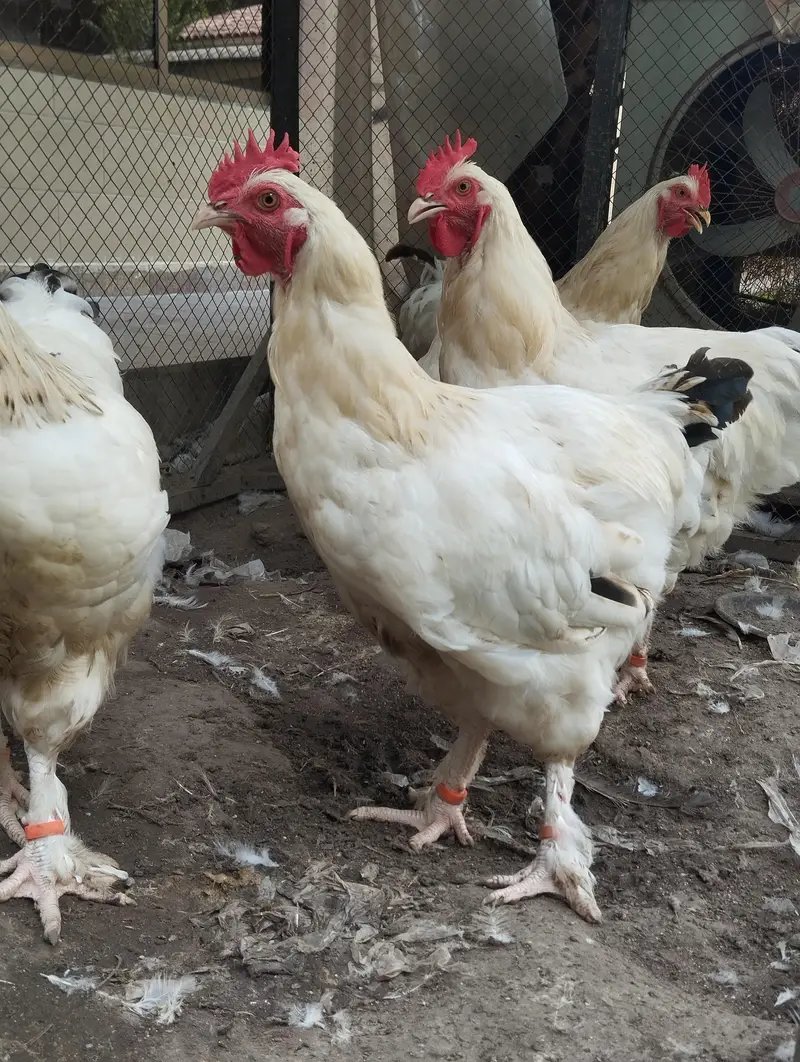 light Sussex heritage × white buff males for sale|034090624020 — photo 3