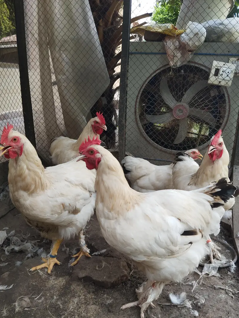 light Sussex heritage × white buff males for sale|034090624020 — photo 4