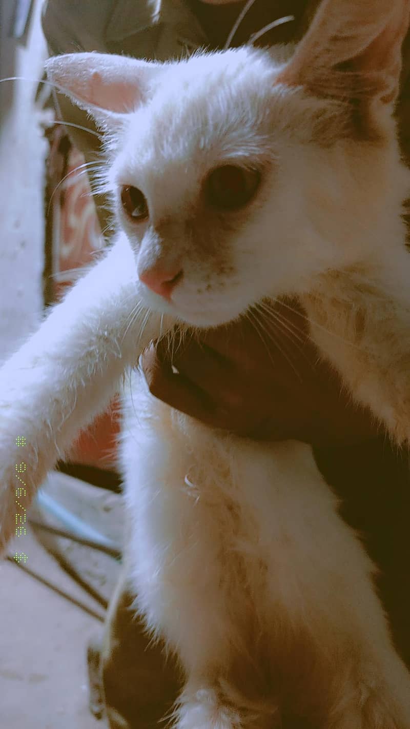 Persian cat 1