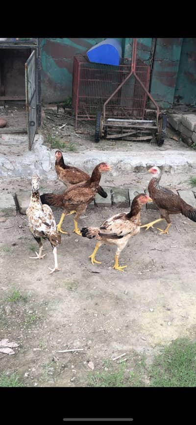 Aseel murghian pathi for sale hens , murgha murgi patha