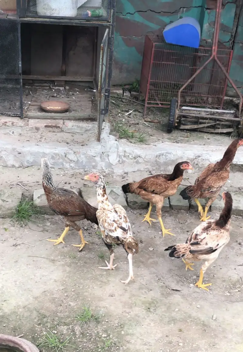 Aseel murghian pathi for sale hens , murgha murgi patha — photo 2