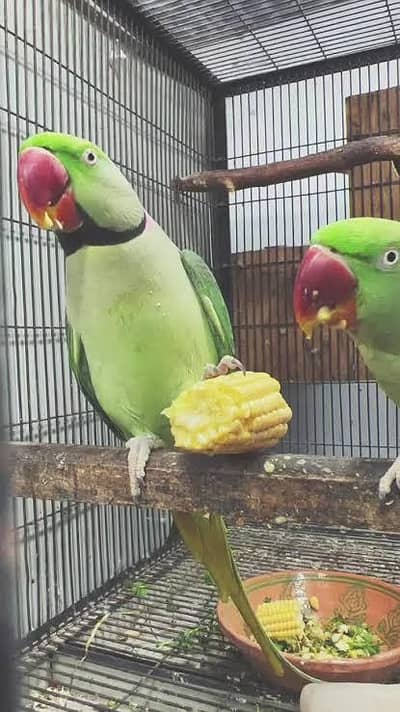 Breeder and hand tamed Male