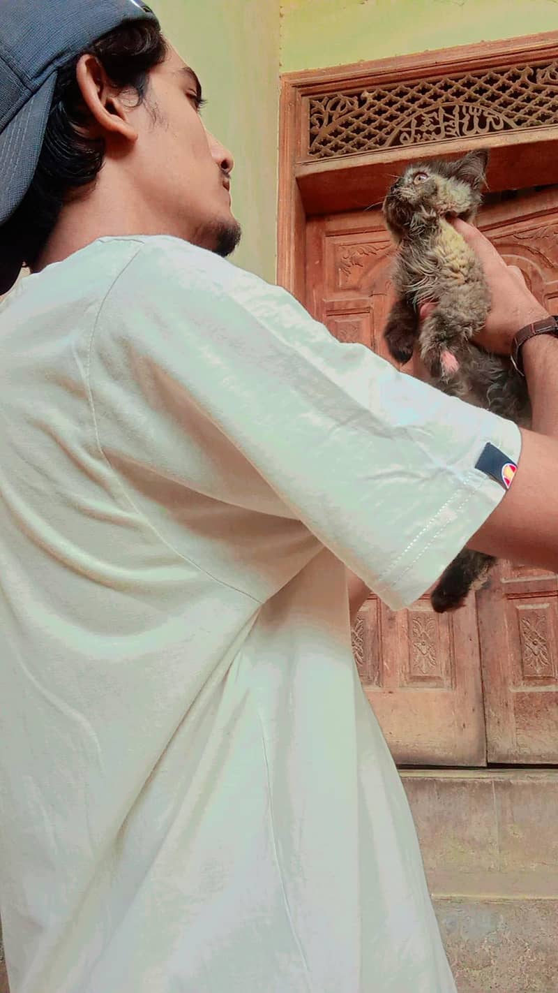 Persian kittens 1