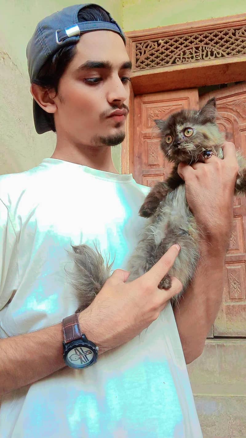 Persian kittens 2