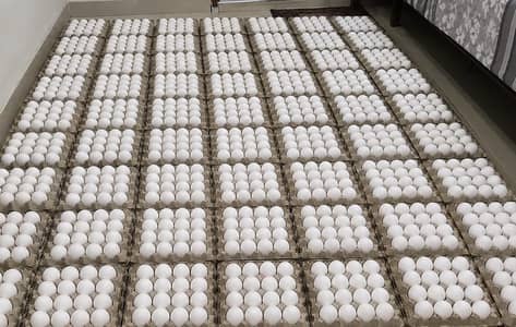 dc rate eggs 60 g