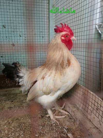 Fancy Cock / Breader Male