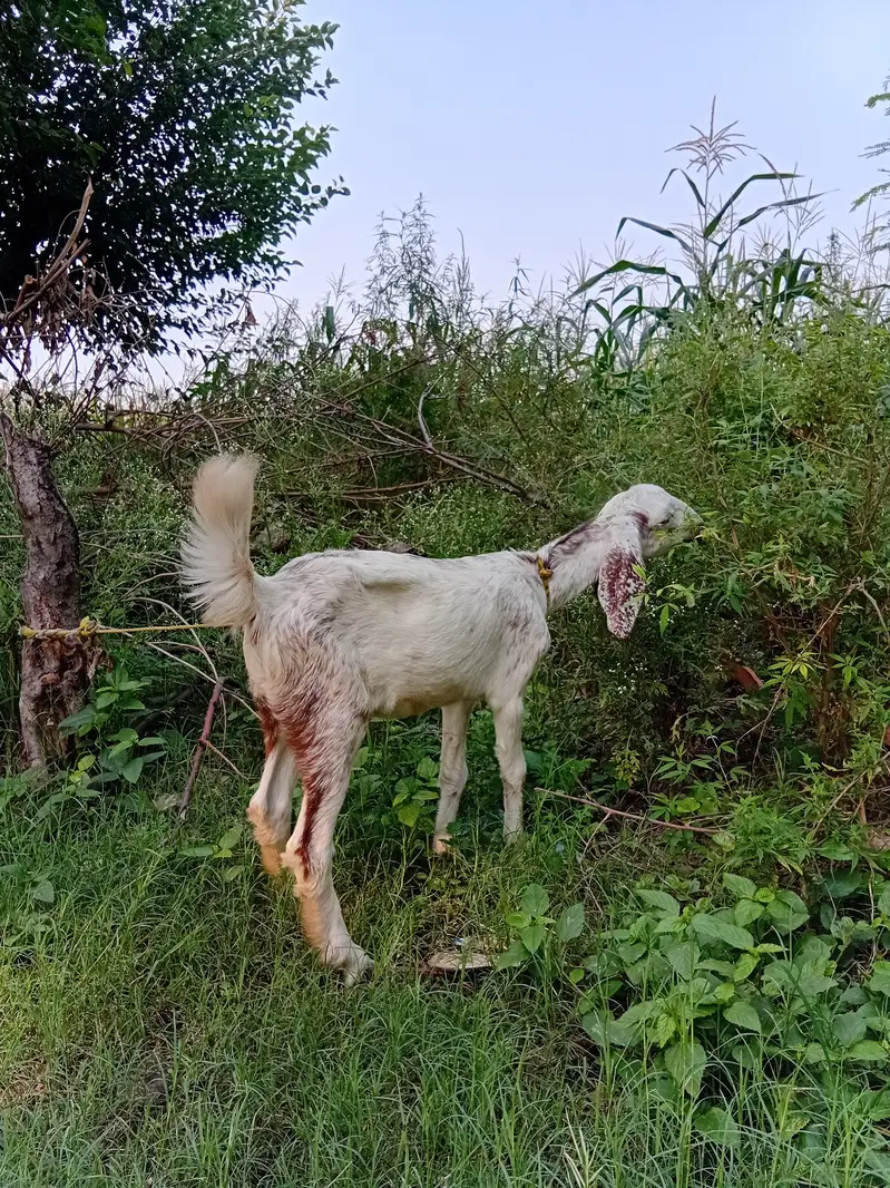 makhi cheni — photo 8