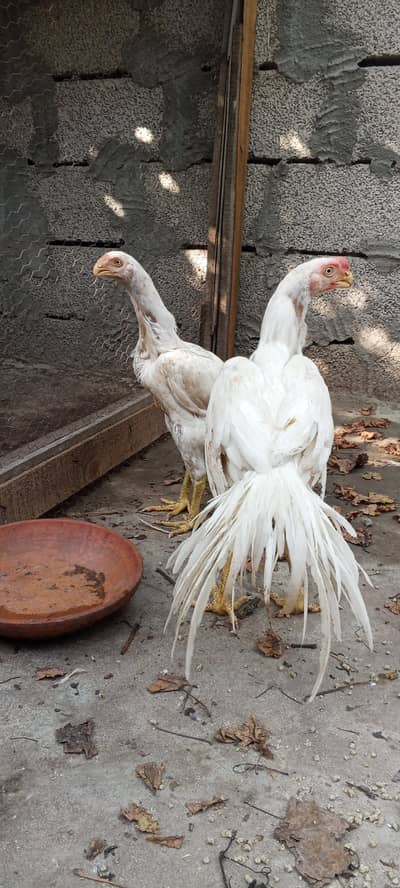Indian parrot beak white aseel pair