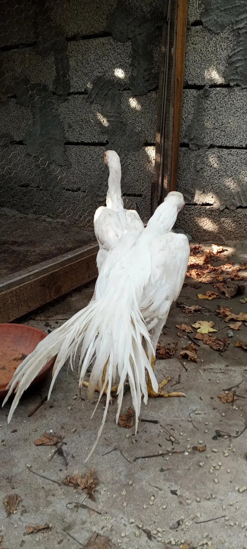 Indian parrot beak white aseel pair — photo 2