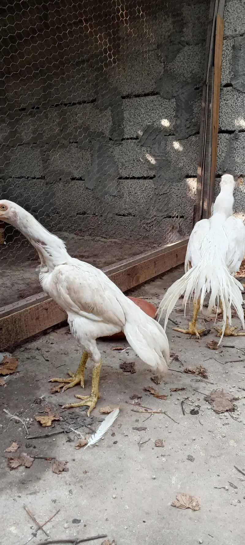 Indian parrot beak white aseel pair — photo 3
