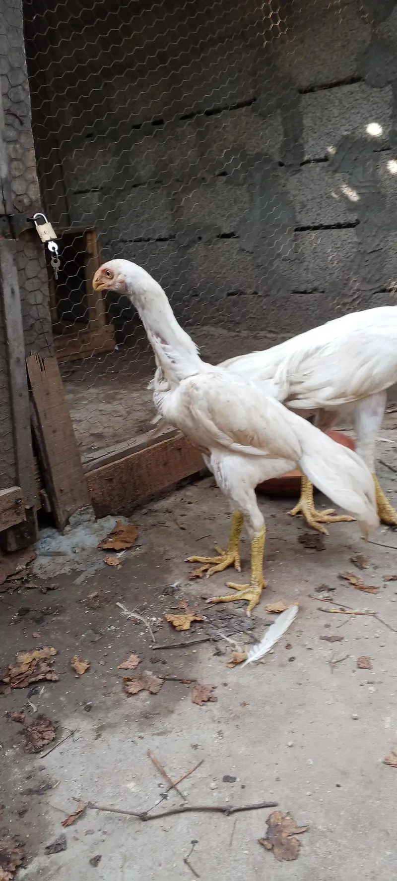 Indian parrot beak white aseel pair — photo 8