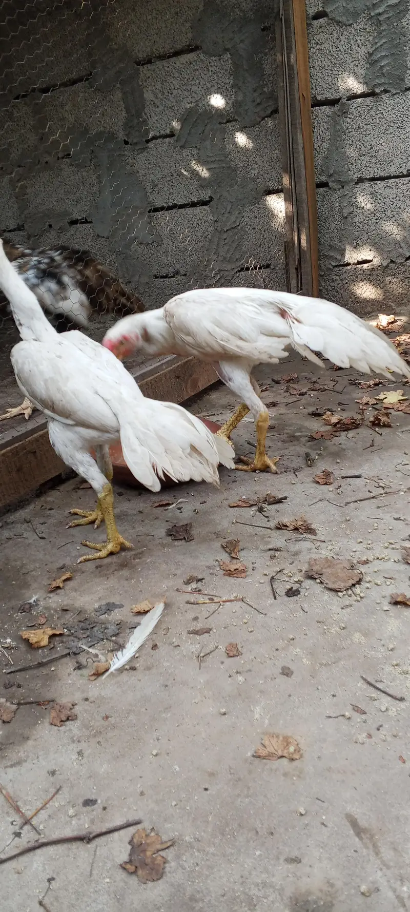 Indian parrot beak white aseel pair — photo 10