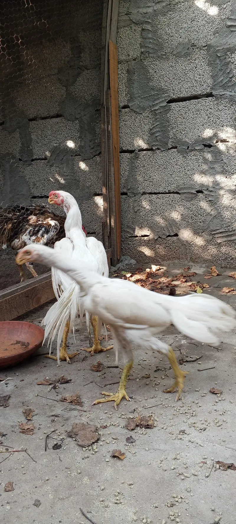 Indian parrot beak white aseel pair — photo 11