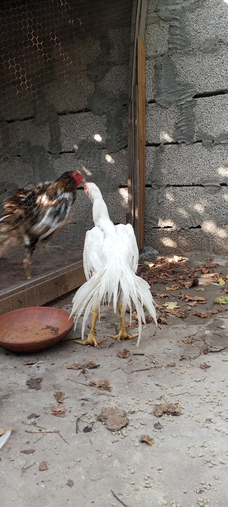 Indian parrot beak white aseel pair — photo 12