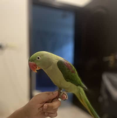 Parrot