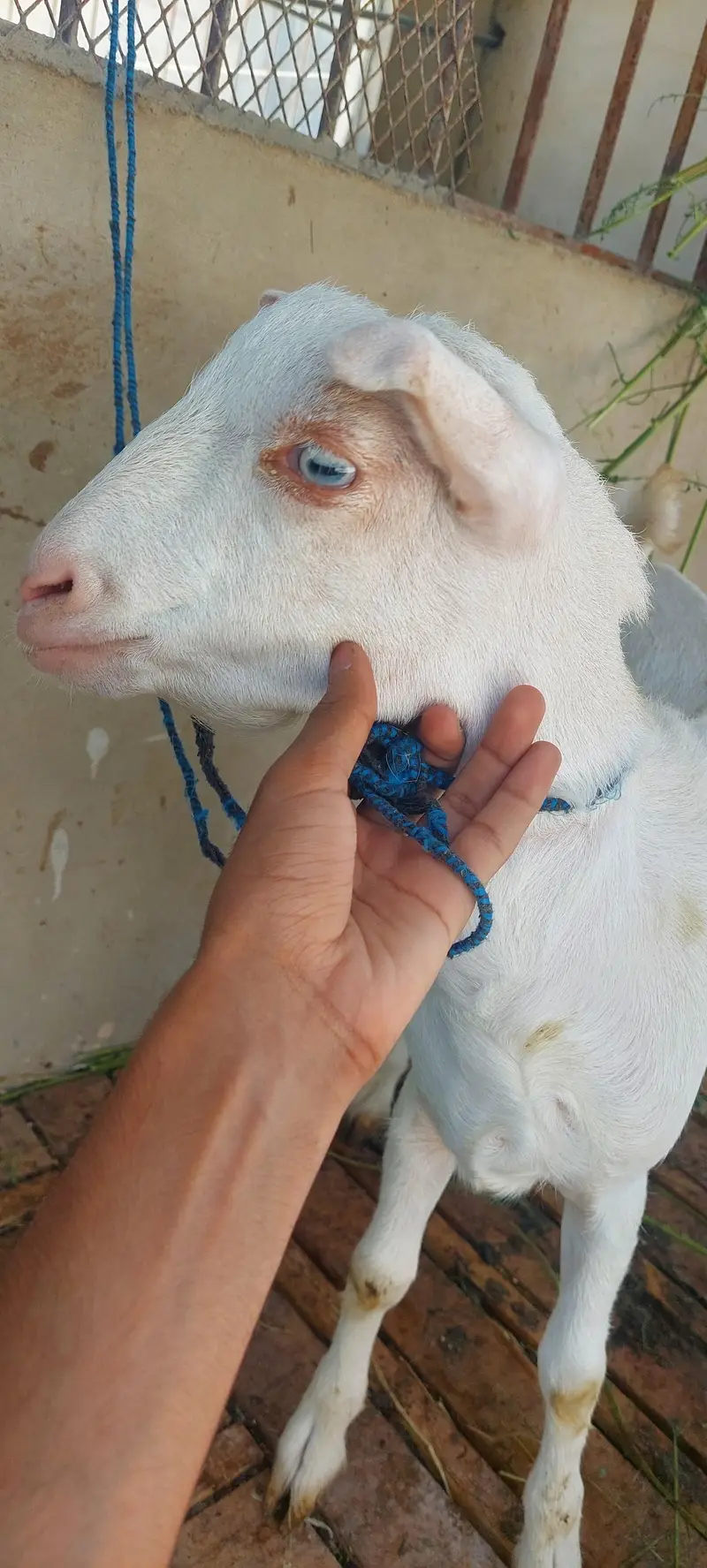 Russian Teedy Zero Size "For SALE" — photo 2