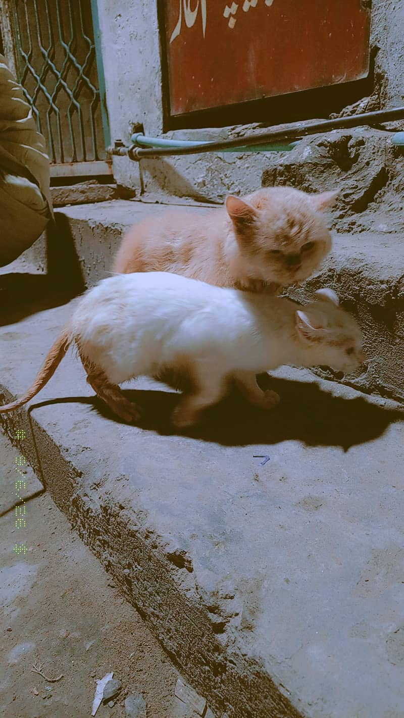 Russian cats 0