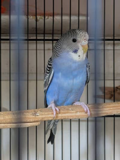 Budgie Pair & Lutino Lovebirds Pair