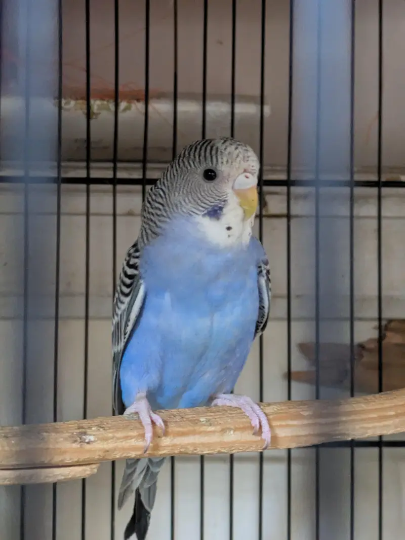 Budgie Pair & Lutino Lovebirds Pair — photo 2