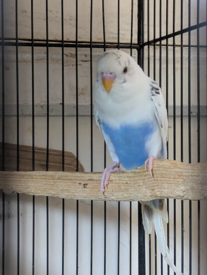 Budgie Pair & Lutino Lovebirds Pair — photo 3