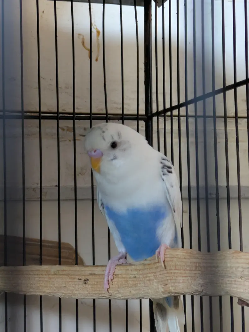 Budgie Pair & Lutino Lovebirds Pair — photo 4