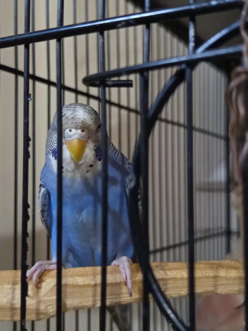 Budgie Pair & Lutino Lovebirds Pair — photo 5