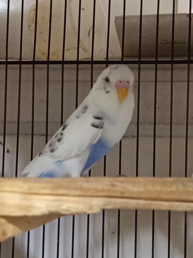 Budgie Pair & Lutino Lovebirds Pair — photo 6