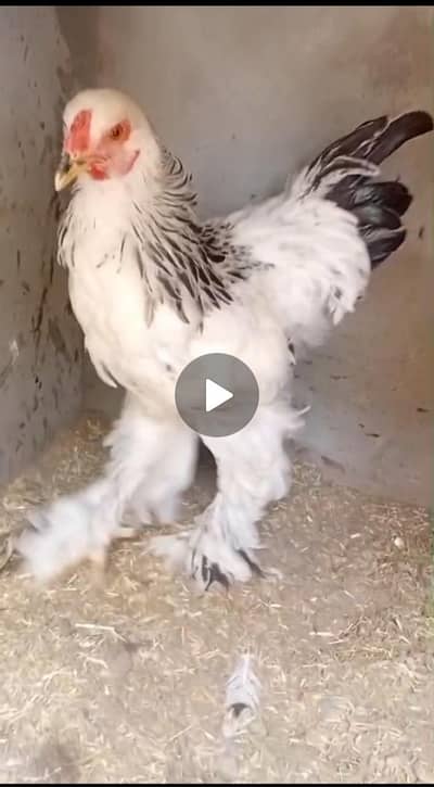 beautiful light Columbian brahma Male age 7 months and Turkeywhitepair
