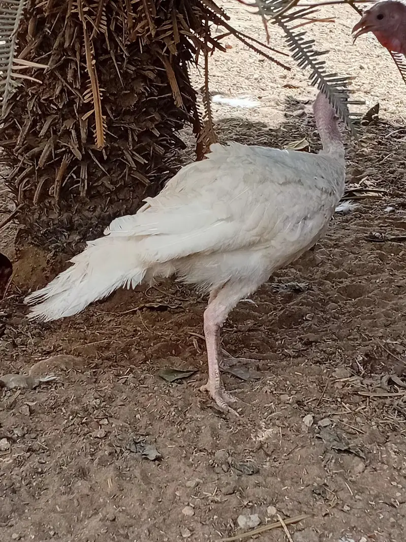 beautiful light Columbian brahma Male age 7 months and Turkeywhitepair — photo 2