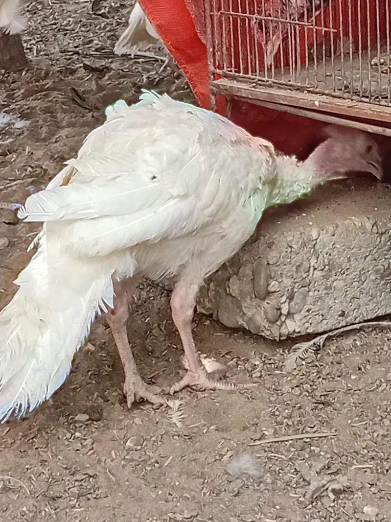 beautiful light Columbian brahma Male age 7 months and Turkeywhitepair — photo 3