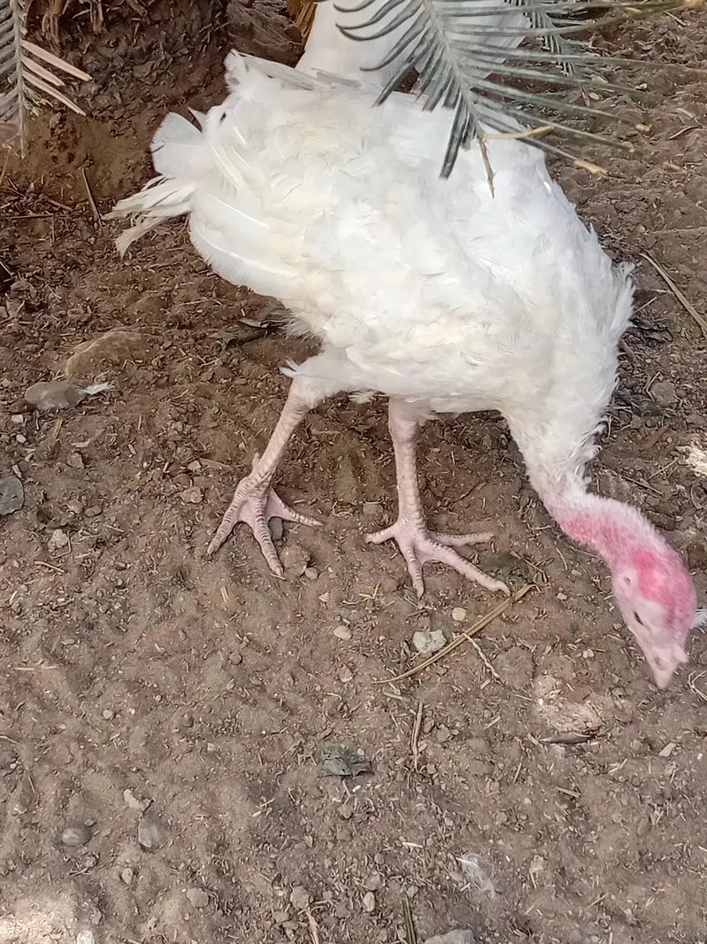 beautiful light Columbian brahma Male age 7 months and Turkeywhitepair — photo 4