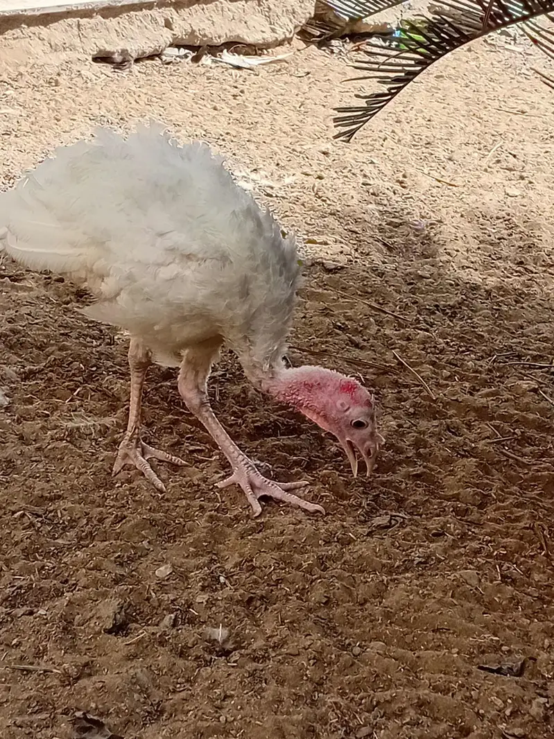 beautiful light Columbian brahma Male age 7 months and Turkeywhitepair — photo 5